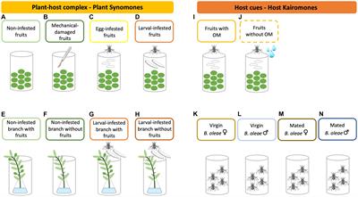 Chemical cues involved in the host foraging behavior of Psyttalia concolor wasps to locate the olive fruit fly Bactrocera oleae